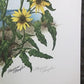 Art & Collectibles > Prints > Lithographs - Maryrose Wampler, Dune Flowers, Signed Print, 28x22 Wall Art, Plate 20 by The...