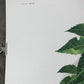 Art & Collectibles > Prints > Lithographs - Richard Timm, Woodchuck, Signed Print, 28x22 Wade Collection, Plate 28 by The...