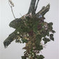 Art & Collectibles > Prints > Lithographs - Maryrose Wampler, Hepatica, Signed Print, 28x22 Wall Art, Plate 15 by The Old...