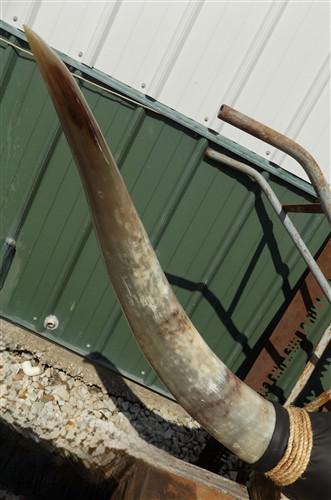 Home & Living > Home Decor > Wall Decor > Wall Hangings - 4'11" Longhorn Mounted Cattle Horns Steer Bull Western Texas Ran...