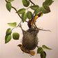 Art & Collectibles > Prints > Lithographs - Richard Sloan, Baltimore Oriole, Signed Print, 28x22, Wade Collection, Plate 1...