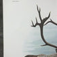 Art & Collectibles > Prints > Lithographs - Richard Timm, Ground Caribou, Signed Print, 28x22 Wade Collection, Plate 36 by...