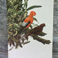 Art & Collectibles > Prints - Axel Amuchastegui, Andean Cock of the Rock, 20.75x14 South American Bird Print E by The Old...