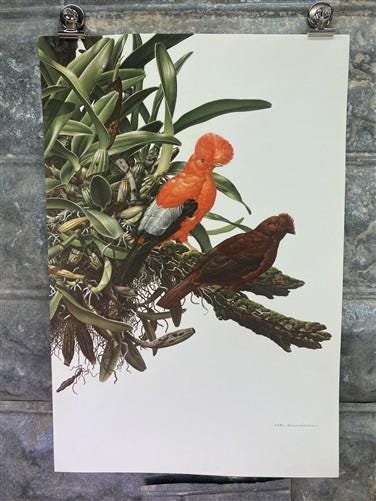 Art & Collectibles > Prints - Axel Amuchastegui, Andean Cock of the Rock, 20.75x14 South American Bird Print E by The Old...