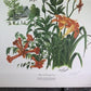 Art & Collectibles > Prints > Lithographs - Maryrose Wampler, Lilies & Trumpet Vine, Signed Print, 28x22 Wall Art, Plate 2...