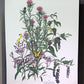 Art & Collectibles > Prints > Lithographs - Maryrose Wampler, Thistle, Signed Print, 28x22 Wall Art, Plate 28 by The Old G...