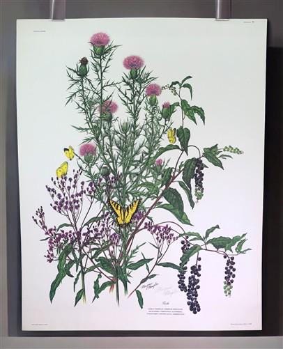 Art & Collectibles > Prints > Lithographs - Maryrose Wampler, Thistle, Signed Print, 28x22 Wall Art, Plate 28 by The Old G...