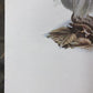 Art & Collectibles > Prints > Lithographs - Richard Timm, Snowshoe Hare, Signed Print, 28x22 Wade Collection, Plate 25 by...