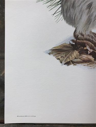 Art & Collectibles > Prints > Lithographs - Richard Timm, Snowshoe Hare, Signed Print, 28x22 Wade Collection, Plate 25 by...