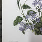 Art & Collectibles > Prints > Lithographs - Maryrose Wampler, Passion Vine, Signed Print, 28x22 Wall Art, Plate 18 by The...