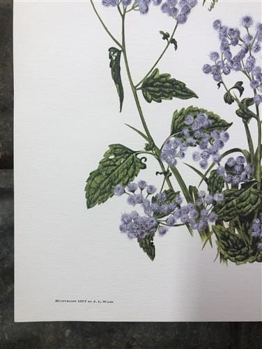 Art & Collectibles > Prints > Lithographs - Maryrose Wampler, Passion Vine, Signed Print, 28x22 Wall Art, Plate 18 by The...