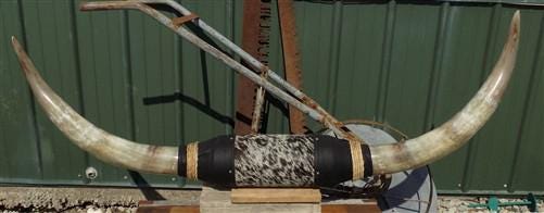 Home & Living > Home Decor > Wall Decor > Wall Hangings - 4'11" Longhorn Mounted Cattle Horns Steer Bull Western Texas Ran...