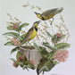Art & Collectibles > Prints > Lithographs - Richard Sloan, Meadowlark, Signed Print, 28x22, Wade Collection, Plate 24 by T...