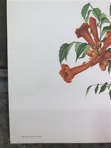 Art & Collectibles > Prints > Lithographs - Maryrose Wampler, Lilies & Trumpet Vine, Signed Print, 28x22 Wall Art, Plate 2...