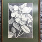 Home & Living > Home Decor > Wall Decor > Wall Hangings - Mark Catesby, Magnolia Altissima, Plate 61, Ehret, Framed Botani...