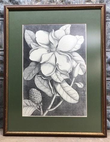 Home & Living > Home Decor > Wall Decor > Wall Hangings - Mark Catesby, Magnolia Altissima, Plate 61, Ehret, Framed Botani...