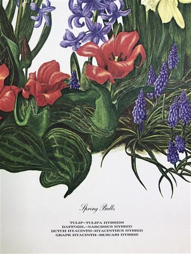 Art & Collectibles > Prints > Lithographs - Maryrose Wampler, Spring Bulbs, Signed Print, 28x22 Wall Art, Plate 26 by The...