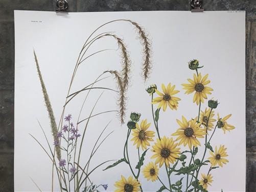 Art & Collectibles > Prints > Lithographs - Maryrose Wampler, Dune Flowers, Signed Print, 28x22 Wall Art, Plate 20 by The...
