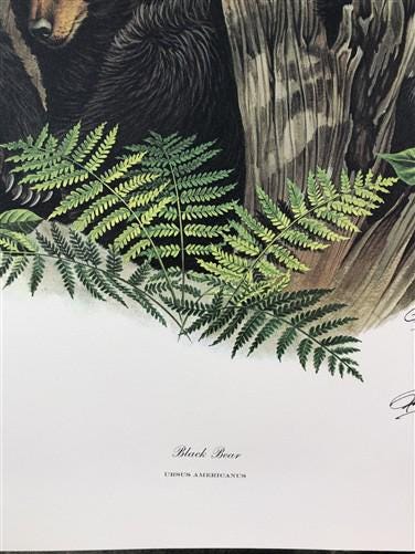 Art & Collectibles > Prints > Lithographs - Richard Timm, Black Bear, Signed Print, 28x22 Wade Collection, Plate 24 by The...