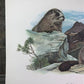 Art & Collectibles > Prints > Lithographs - Richard Timm, Hoary Marmot, Signed Print, 28x22 Wade Collection, Plate 33 by T...
