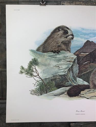 Art & Collectibles > Prints > Lithographs - Richard Timm, Hoary Marmot, Signed Print, 28x22 Wade Collection, Plate 33 by T...