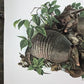 Art & Collectibles > Prints > Lithographs - Richard Timm, Armadillo, Signed Print, 28x22 Wade Collection, Plate 23 by The...