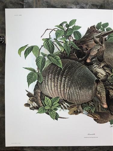 Art & Collectibles > Prints > Lithographs - Richard Timm, Armadillo, Signed Print, 28x22 Wade Collection, Plate 23 by The...