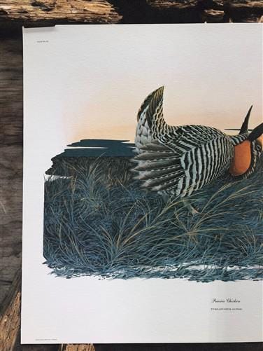 Art & Collectibles > Prints > Lithographs - Richard Sloan, Prairie Chicken, Signed Print, 11x14, Essay, Sketches, Plate 11...