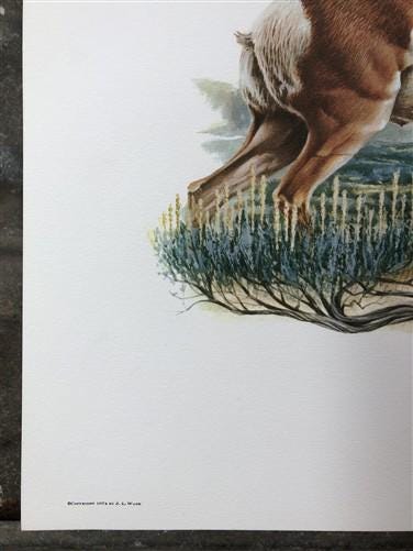 Art & Collectibles > Prints > Lithographs - Richard Timm, Pronghorn, Signed Print, 28x22 Wade Collection, Plate 13 by The...