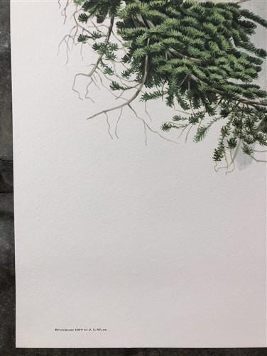 Art & Collectibles > Prints > Lithographs - Richard Timm, Mountain Goat, Signed Print, 28x22 Wade Collection, Plate 26 by...