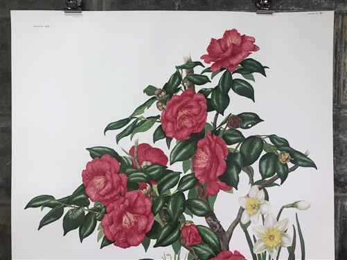 Maryrose Wampler, Camellia, Signed Print, 28x22 Wall Art, Plate 19
