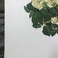 Art & Collectibles > Prints > Lithographs - Maryrose Wampler, Iris & Old Roses, Signed Print, 28x22 Wall Art, Plate 3 by T...