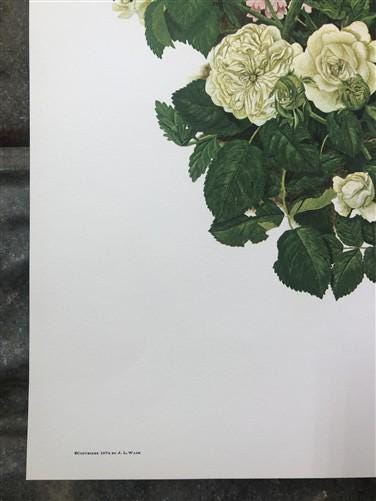 Art & Collectibles > Prints > Lithographs - Maryrose Wampler, Iris & Old Roses, Signed Print, 28x22 Wall Art, Plate 3 by T...