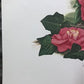 Maryrose Wampler, Camellia, Signed Print, 28x22 Wall Art, Plate 19