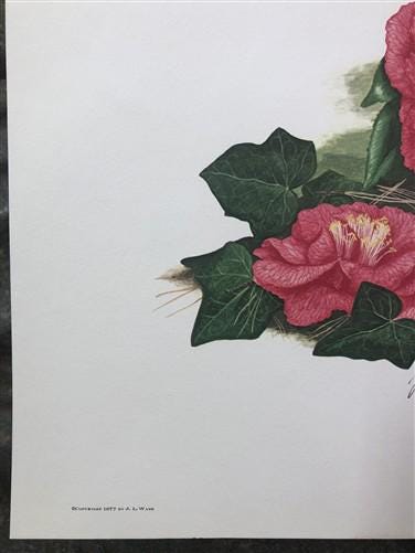 Maryrose Wampler, Camellia, Signed Print, 28x22 Wall Art, Plate 19