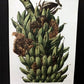 Art & Collectibles > Prints - Axel Amuchastegui, Squirrels, 20.75x14 South American Wildlife Art Print N by The Old Graine...