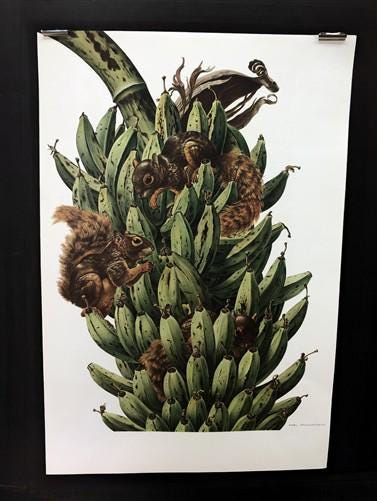 Art & Collectibles > Prints - Axel Amuchastegui, Squirrels, 20.75x14 South American Wildlife Art Print N by The Old Graine...