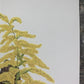 Art & Collectibles > Prints > Lithographs - Maryrose Wampler, Goldenrod, Signed Print, 28x22 Wall Art, Plate 13 by The Old...