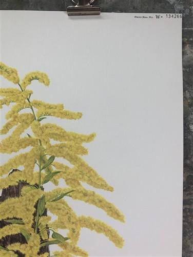 Art & Collectibles > Prints > Lithographs - Maryrose Wampler, Goldenrod, Signed Print, 28x22 Wall Art, Plate 13 by The Old...