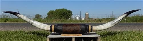 Home & Living > Home Decor > Wall Decor > Wall Hangings - 5'11" Longhorn Mounted Cattle Horns Steer Bull Western Texas Ran...