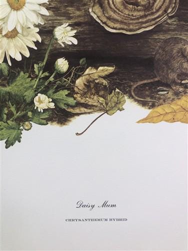 Art & Collectibles > Prints > Lithographs - Maryrose Wampler, Daisy Mum, Signed Print, 28x22 Wall Art, Plate 4 by The Old...