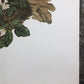 Art & Collectibles > Prints > Lithographs - Maryrose Wampler, Trailing Arbutus, Signed Print, 28x22, Wall Art, Plate 2 by...