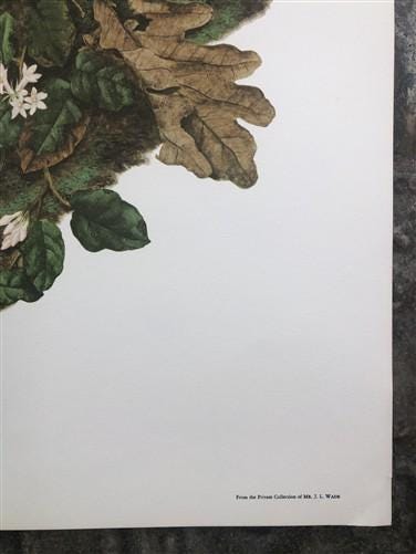 Art & Collectibles > Prints > Lithographs - Maryrose Wampler, Trailing Arbutus, Signed Print, 28x22, Wall Art, Plate 2 by...