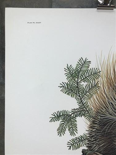 Art & Collectibles > Prints > Lithographs - Richard Timm, Porcupine, Signed Print, 28x22 Wade Collection, Plate 35 by The...