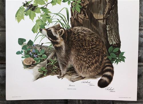 Art & Collectibles > Prints > Lithographs - Richard Timm, Racoon, Signed Prints, 28x22 Wade Collection, Plate 2 by The Old...