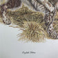 Art & Collectibles > Prints > Lithographs - Ernest Hart, English Setters, Signed Dog Print, 28x22, Wade Collection, Plate...