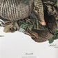 Art & Collectibles > Prints > Lithographs - Richard Timm, Armadillo, Signed Print, 28x22 Wade Collection, Plate 23 by The...