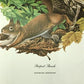 Art & Collectibles > Prints > Lithographs - Richard Timm, Striped Skunk, Signed Print, 28x22 Wade Collection, Plate 4 by T...