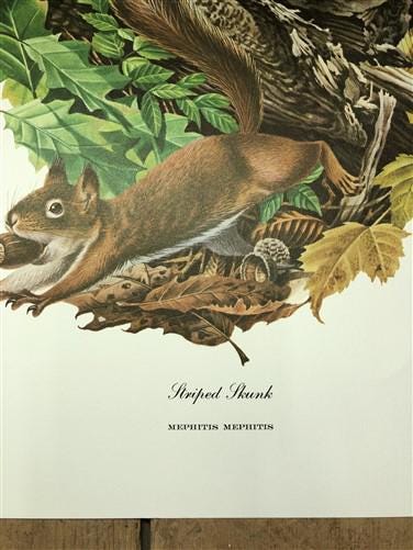 Art & Collectibles > Prints > Lithographs - Richard Timm, Striped Skunk, Signed Print, 28x22 Wade Collection, Plate 4 by T...