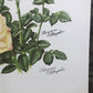 Maryrose Wampler, Peace Rose and Peony, Signed Print, 28x22 Wall Art, Plate 17